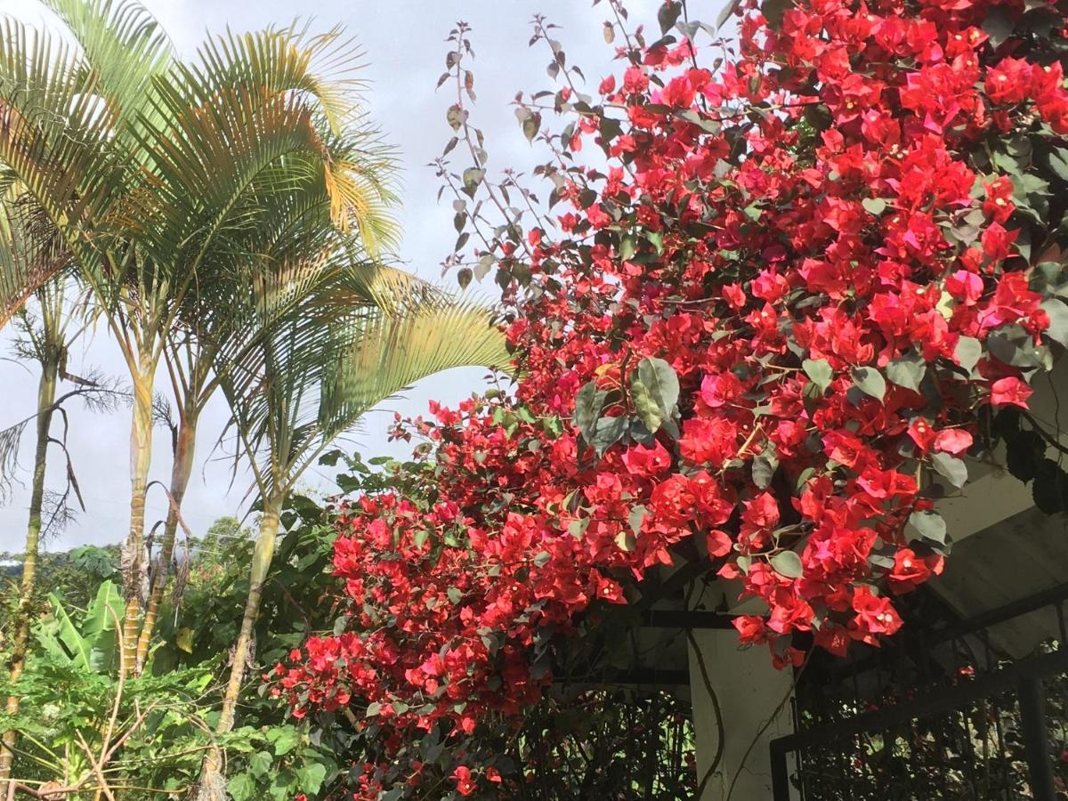 Finca Flora Del Rio, Habitacion Las Orquideas Hotel Pijao Екстериор снимка